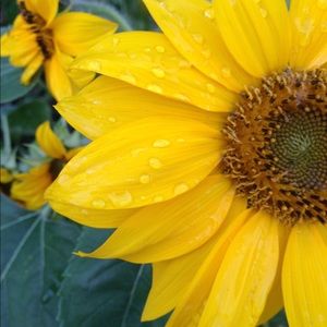 Meet your Posher, Ruthie